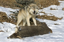 Alpha gray wolf protects his prey from other pack members. Northern Minnesota