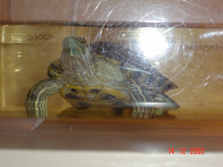2003 черепаха